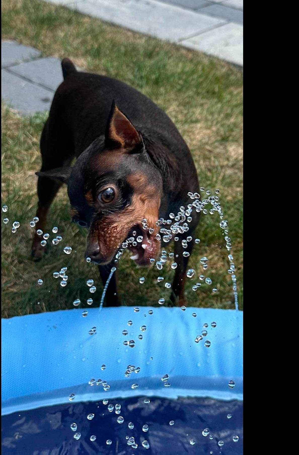SplashPaw™ Fun Zone - The Splash Pad Makes Your Pup and Kids Happy! - Montero Milan