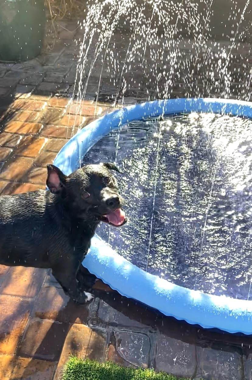 SplashPaw™ Fun Zone - The Splash Pad Makes Your Pup and Kids Happy! - Montero Milan