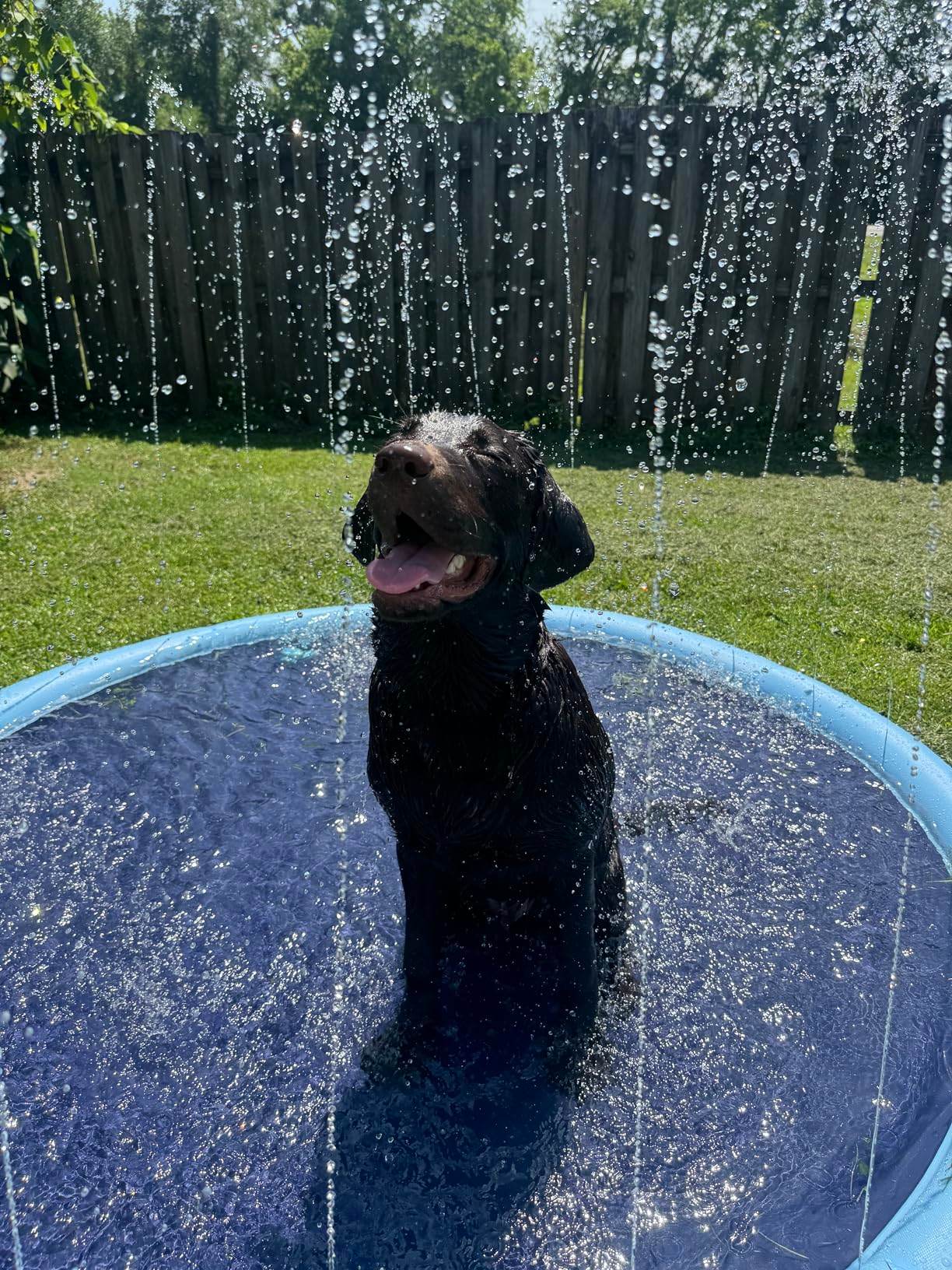 SplashPaw™ Fun Zone - The Splash Pad Makes Your Pup and Kids Happy! - Montero Milan