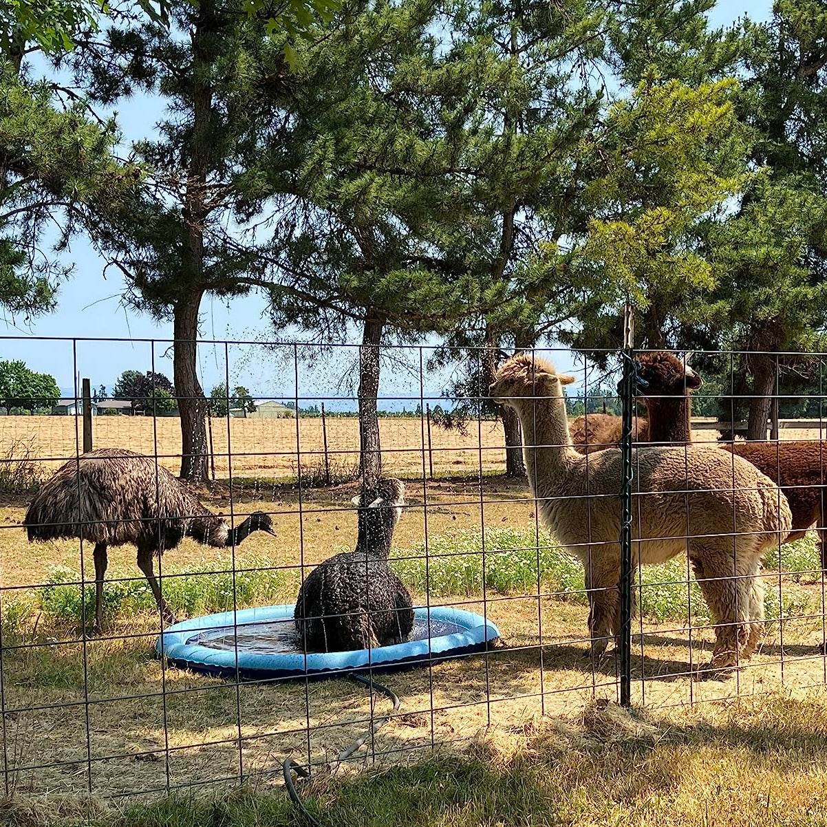 SplashPaw™ Fun Zone - The Splash Pad Makes Your Pup and Kids Happy! - Montero Milan