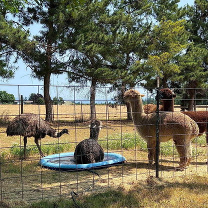 SplashPaw™ Fun Zone - The Splash Pad Makes Your Pup and Kids Happy! - Montero Milan